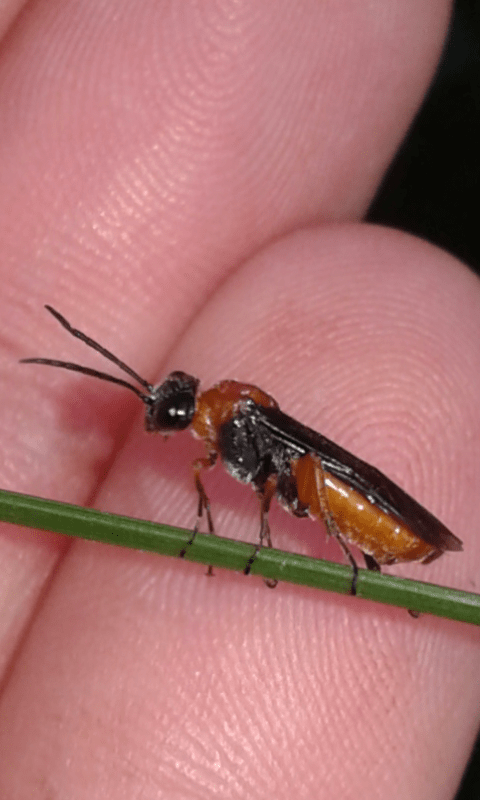 Tenthredinidae : Dolerus etruscus?